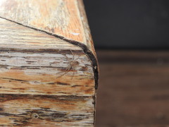 Philodromus californicus