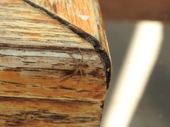 Philodromus californicus