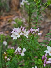 Veronica formosa