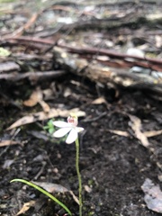 Caladenia pusilla