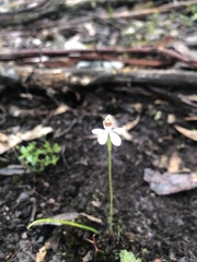Caladenia pusilla