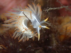 Coryphella trilineata