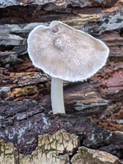 Pluteus salicinus