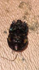 Sericotrupes niger