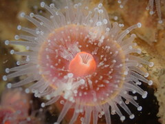 Corynactis californica