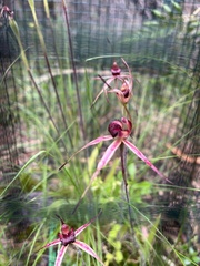 Caladenia robinsonii