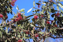 Melaleuca viridiflora