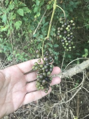 Vitis cinerea baileyana