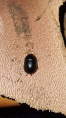 Sericotrupes niger