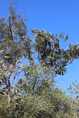 Melaleuca viridiflora