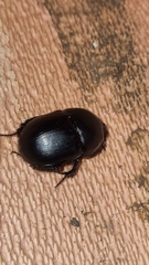 Sericotrupes niger
