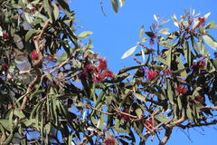 Melaleuca viridiflora