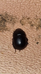 Sericotrupes niger