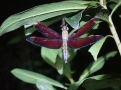 Neurothemis taiwanensis