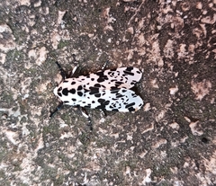 Hypercompe permaculata