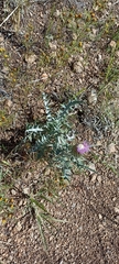 Cirsium ochrocentrum