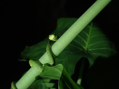 Trimeresurus stejnegeri