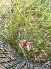 Caladenia robinsonii