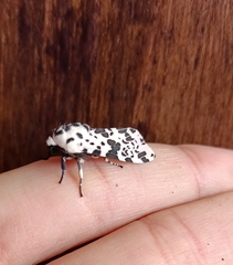 Hypercompe permaculata