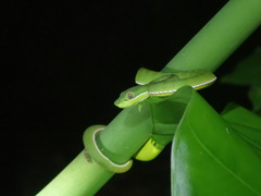 Trimeresurus stejnegeri