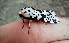 Hypercompe permaculata