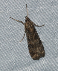 Nomophila nearctica