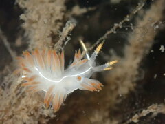 Coryphella trilineata
