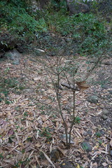 Fernelia buxifolia image