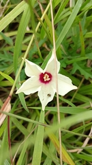 Distimake dissectus dissectus