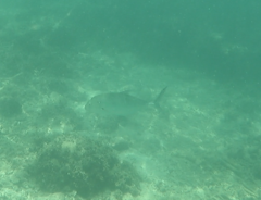 Caranx