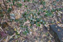 Fernelia buxifolia image