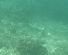 Caranx
