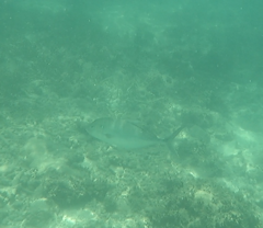 Caranx