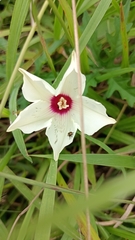 Distimake dissectus dissectus