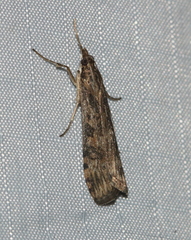 Nomophila nearctica