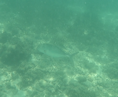 Caranx