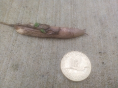 Testacella haliotidea