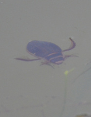 Dytiscus marginalis