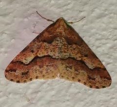 Erannis defoliaria