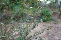 Fernelia buxifolia image