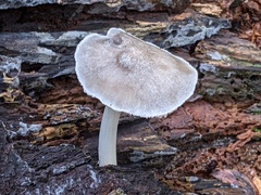 Pluteus salicinus