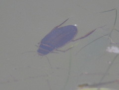 Dytiscus marginalis