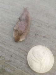 Testacella haliotidea