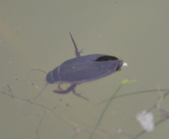 Dytiscus marginalis
