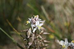 Trachyandra gracilenta
