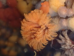 Eudistylia polymorpha