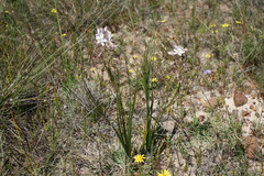 Trachyandra gracilenta