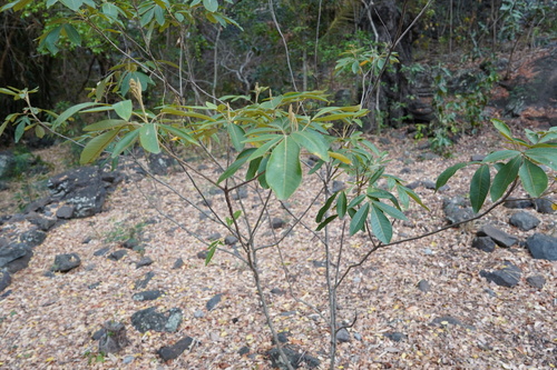 Cossinia pinnata image