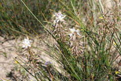 Trachyandra gracilenta