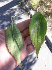 Celtis australis
